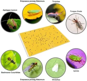 مصائد دفيئة صفراء ولوح حشرات لزجة