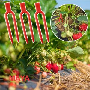 شوكة زراعة الفراولة