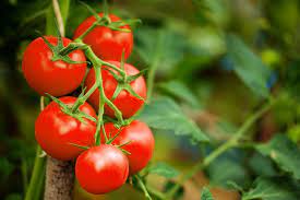 گوجه فرنگی با نام علمی Solanum Lycopersicum یکی از سبزیجات سرخرنگ، خوشبو و آبدار است.