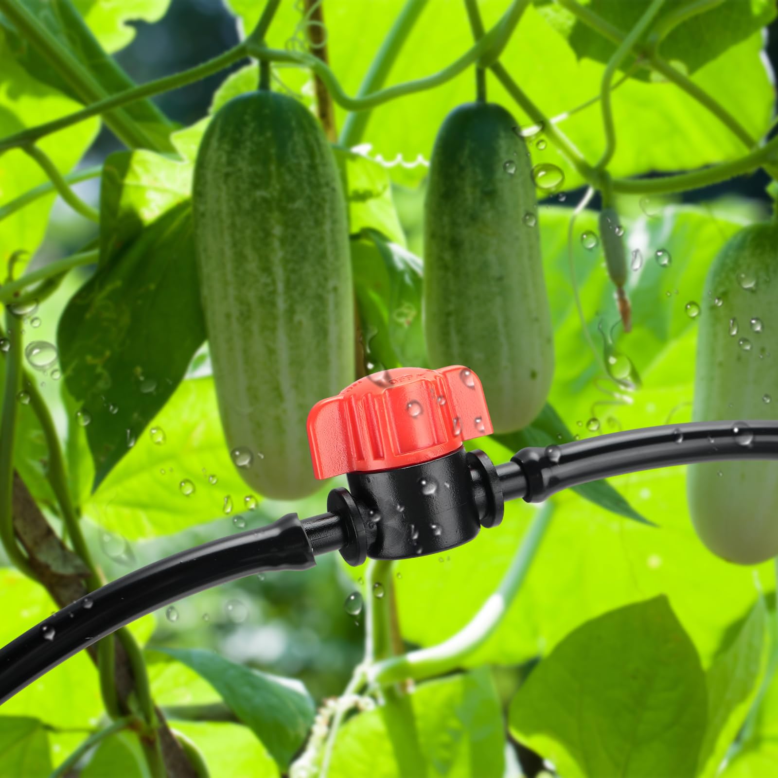 آبیاری خیار گلخانه ای